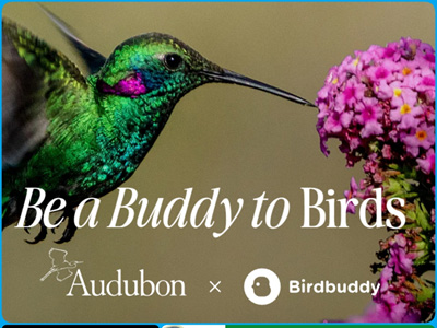 海外观鸟经济爆发！智能喂鸟器撬动千亿市场