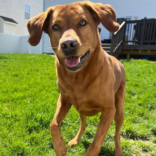 TikTok红人推广：r***y｜美国 宠物