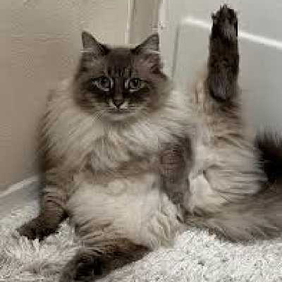 TikTok红人推广：n***n｜美国 宠物