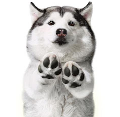 YouTube网红营销 ：韩国宠物类网红KOL推荐