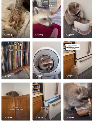 TikTok网红推荐:美国宠物智能设备和宠物用品宣传博主频道内容