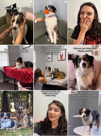 Instagram网红推荐:美国宠物搞笑短剧海外博主频道内容