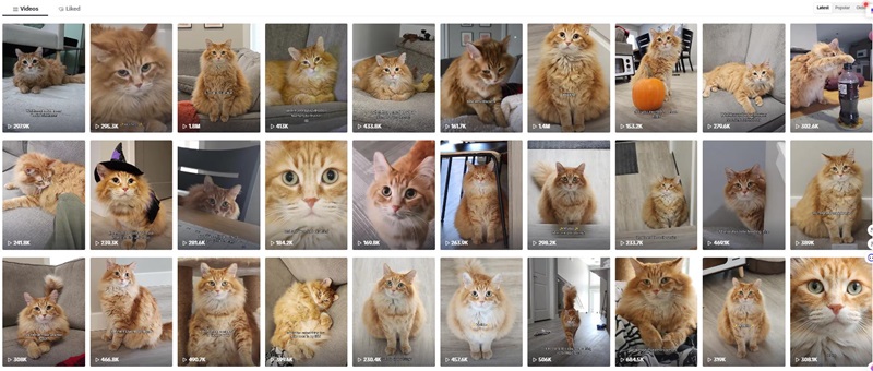 TikTok网红营销: 加拿大头部宠物博主宠物产品带货达人频道内容