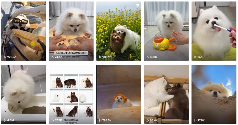 韩国宠物用品带货博主频道内容