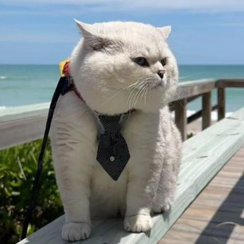 YouTube红人推广：L***t｜美国 宠物