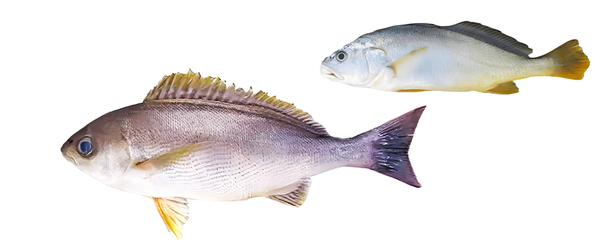 三线矶鲈/黄鸡(天平)