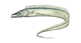 带鱼（路亚/天亚）